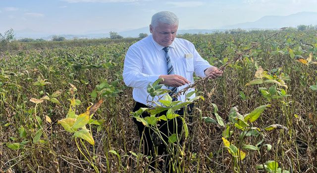 Osmaniye'de Soya Hasadı Devam Ediyor