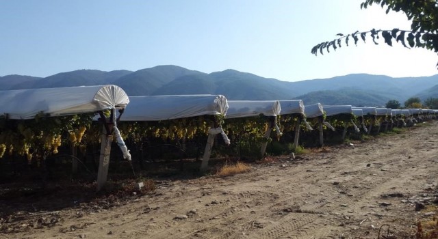 Sarıgölde yaş üzümün kilosu 70 lirayı gördü