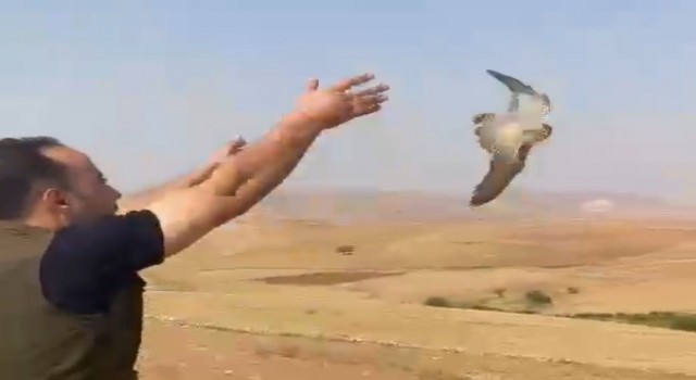 Şırnakta bulunan kerkenez kuşu doğal yaşam alanına bırakıldı
