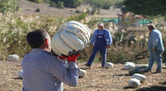 Tarlada 5, 11 kilometre uzaklıktaki pazarda ise 30 liradan satılıyor