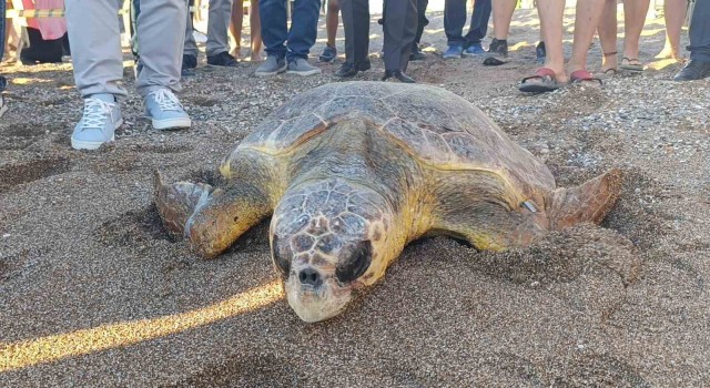 Tedavileri tamamlanan 2 caretta caretta denize bırakıldı