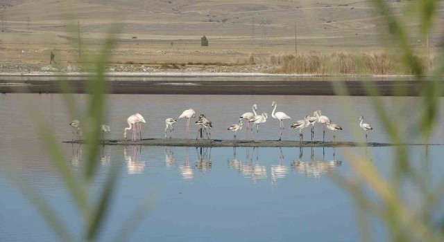 Ulaş Gölünde flamingo sürprizi, kuraklıkla boğuşan göl renklendi