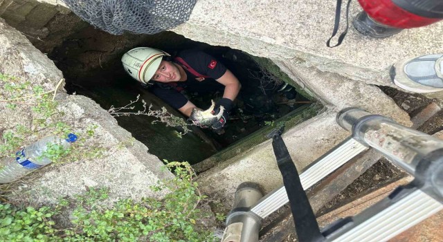 Yalovada itfaiyeden kirpi ve kedi kurtarma operasyonları