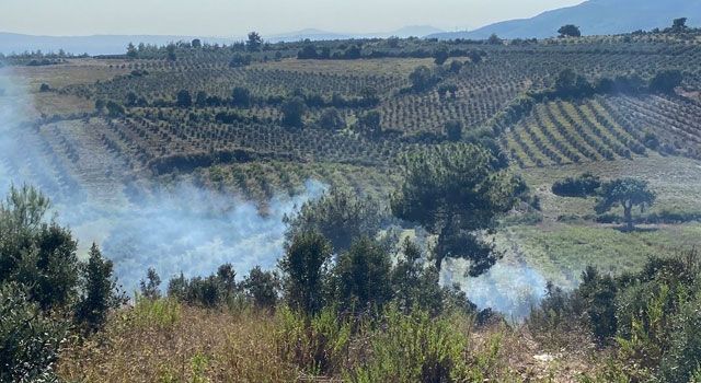 Yangın Zeytin Ağaçlarına Zarar Verdi
