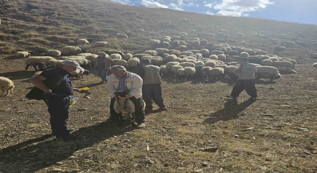 Yüksekovada küçükbaş hayvanlara aşılama ve küpeleme çalışması