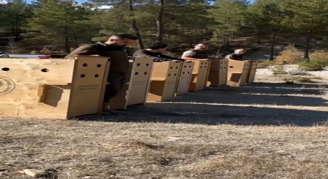 Antalyada 8 dişi alageyik yeni yaşam alanlarına kavuştu