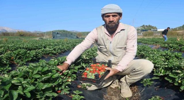 Bereketli topraklarda çilekte son hasat: Tarla fiyatı 120 lira
