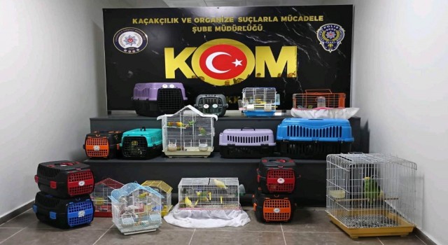 Çanakkalede papağan operasyonu: 63 papağana el konuldu