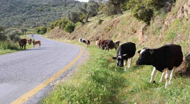 Doğal ortamda beslenen hayvanların et ve sütünün daha sağlıklı olduğu belirtildi