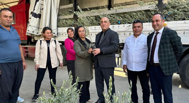 Düziçi’nde Çiftçilere %75 Hibeli 11.500 Zeytin Fidanı Dağıtıldı