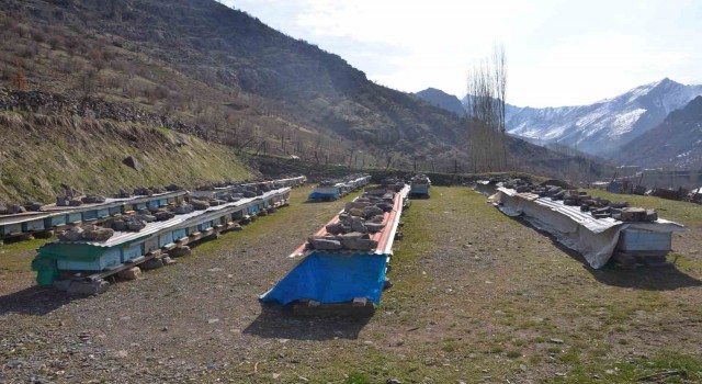 Erzincanda arıların tatlı uykusu başladı