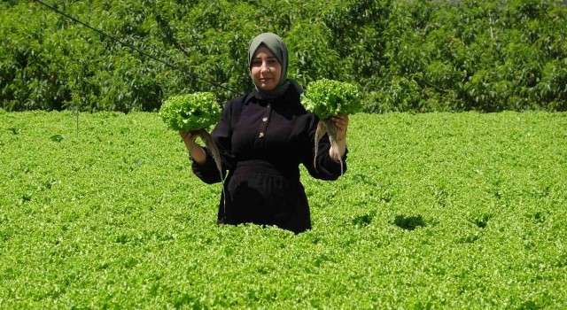 Erzincanda marul hasadı başladı