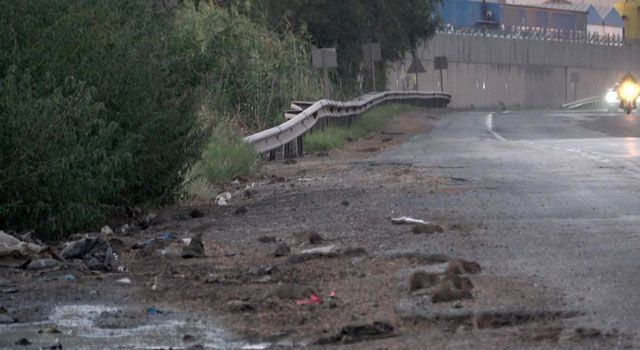 Hatay’da Kara Yolunu Fareler İstila Etti