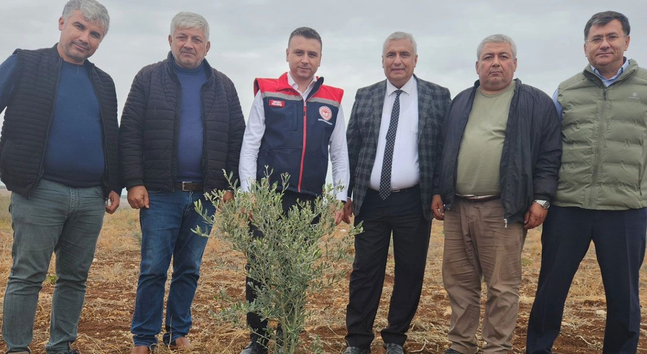 İl Müdürü Kolabaş, Zeytin Fidan Dikimini İnceledi