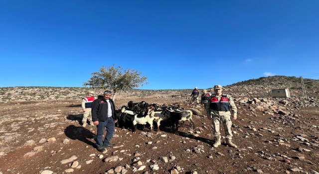 Kaybolan 28 adet küçükbaşı jandarma buldu