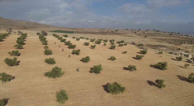 Kiliste zeytin bahçeleri jandarmaya emanet