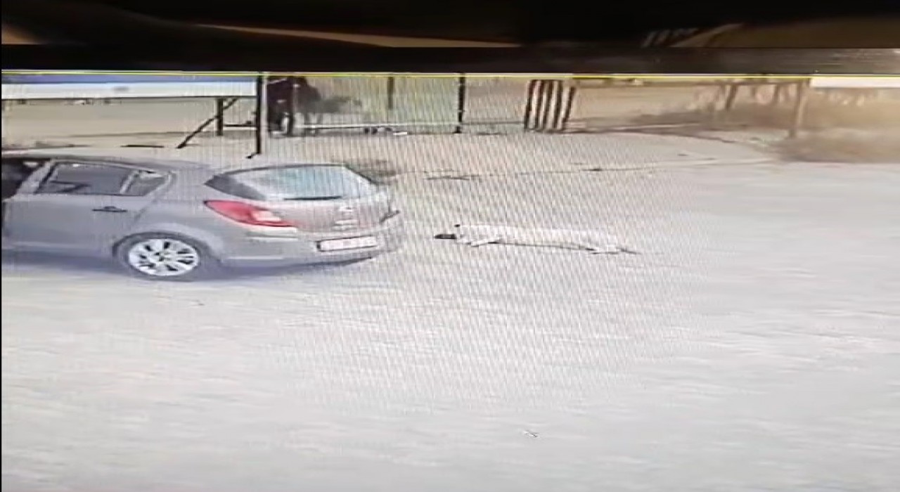 Köpeği çiğneyen sürücü serbest kaldı