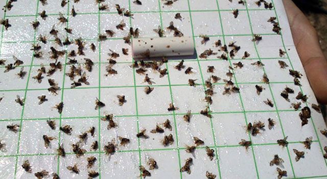 Osmaniye'de Akdeniz Meyve Sineği ile Mücadele Başladı