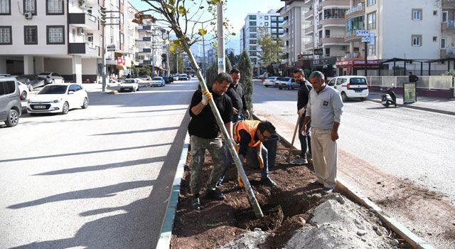 Osmaniye’ye 33 Yeni Çınar Ağacı Dikildi