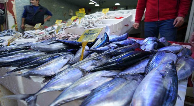 Palamut bereketine balıkçılar bile şaşkın: Böyle bir sezon yaşamadık