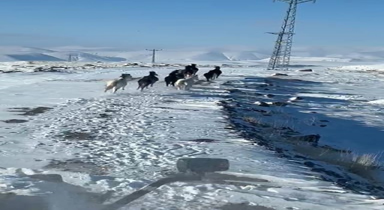 Sürü halindeki yılkı atları görüntülendi