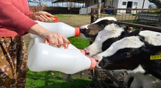Süt Ürünlerinde Eylül Artışı: Üretim Yükselişte