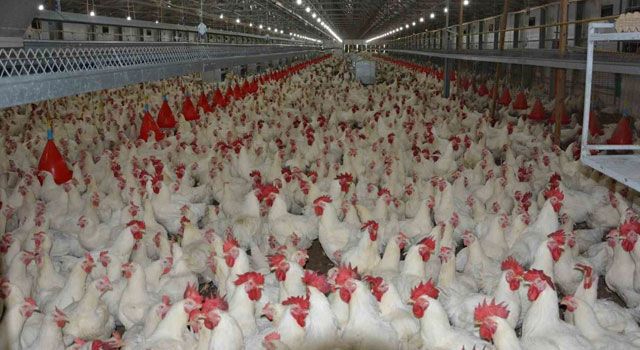 Tavuk Eti ve Yumurta Üretiminde Artış