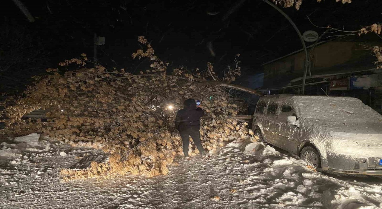 Tuncelide fırtına, ağaçları devirdi
