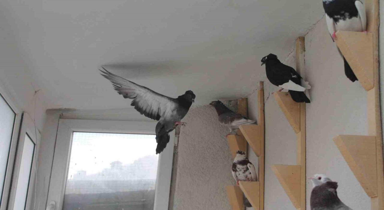 Bayburt güvercini Türkiyenin en değerli 4 ötücü güvercin türü arasında yer alıyor