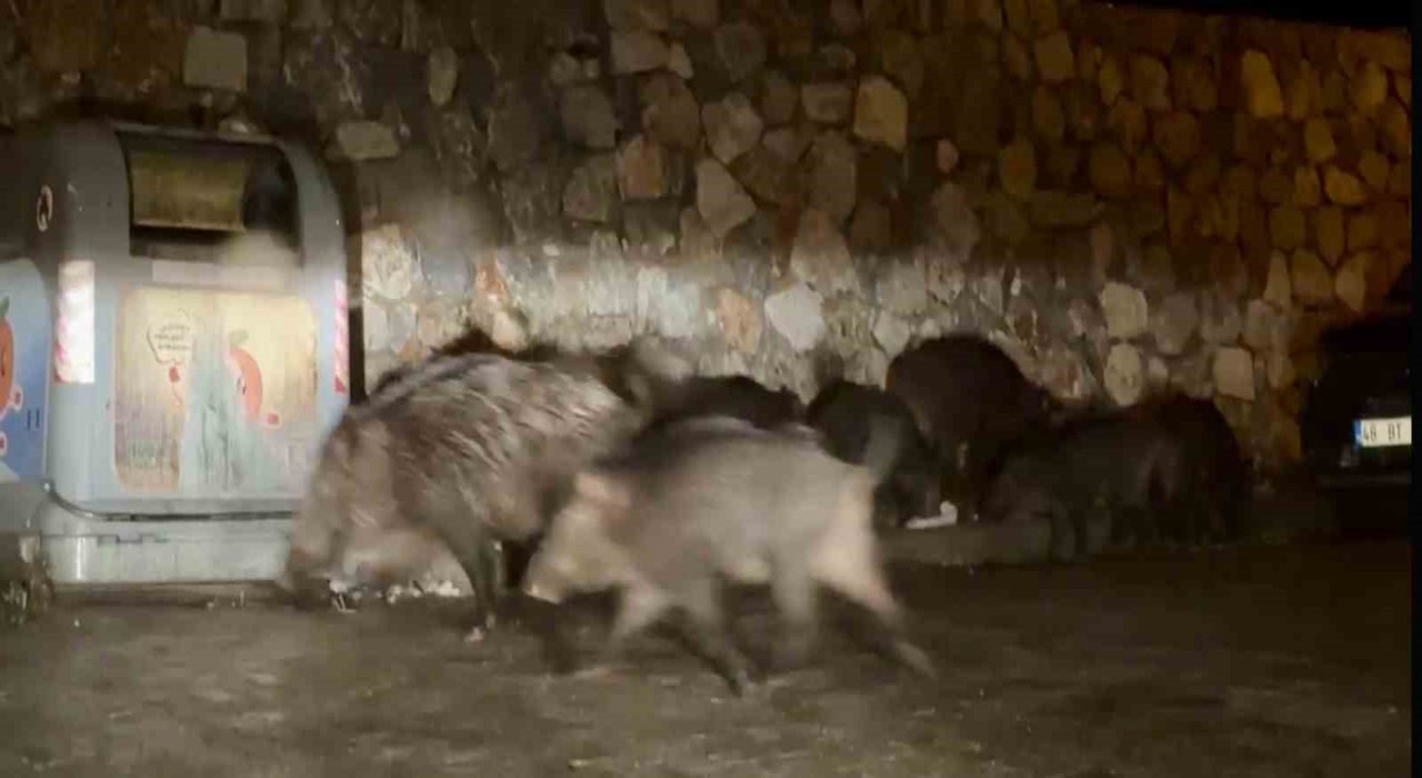 Bodrumda aç kalan yaban domuzları mahalleleri mesken tuttu