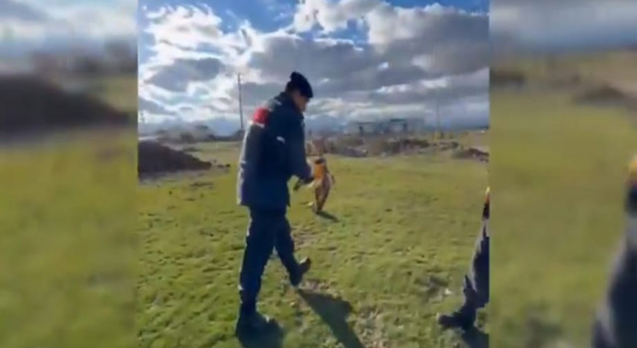 Devriye gezen jandarmanın bulduğu yaralı kızılşahin koruma altına alındı