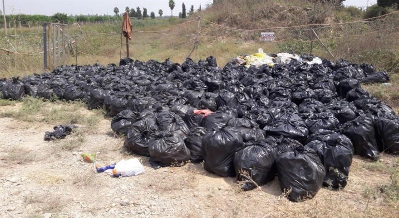 Dökülen ya da ağaçta kalan narenciye Akdeniz Meyve Sineği popülasyonunu artırıyor