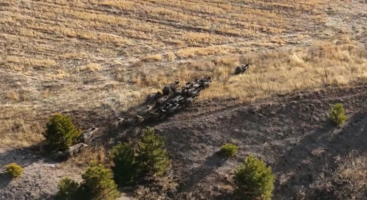 Domuz sürüsü dron ile görüntülendi