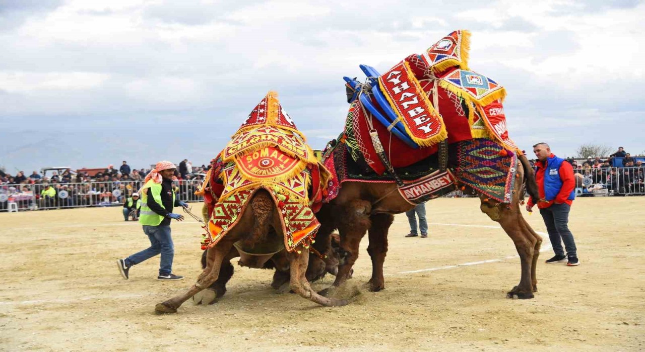 Efelerdeki deve güreşi festivali ertelendi
