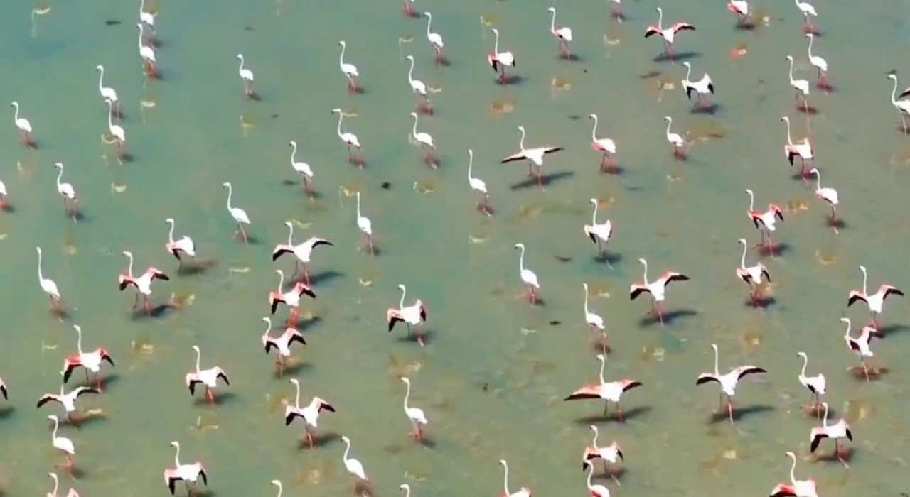 Flamingolar Vanı çok sevdi