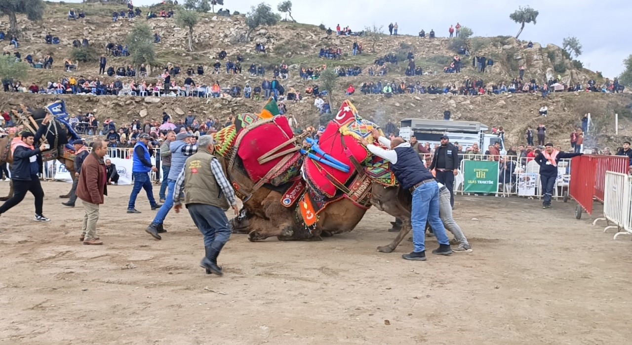 Koçarlıda develer arenaya indi, şampiyonluk için güreşti