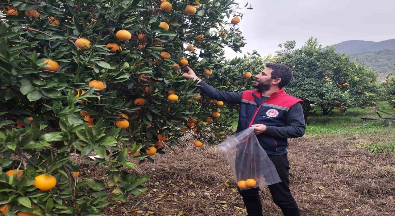 Koçarlıda narenciye bahçeleri kontrol altında