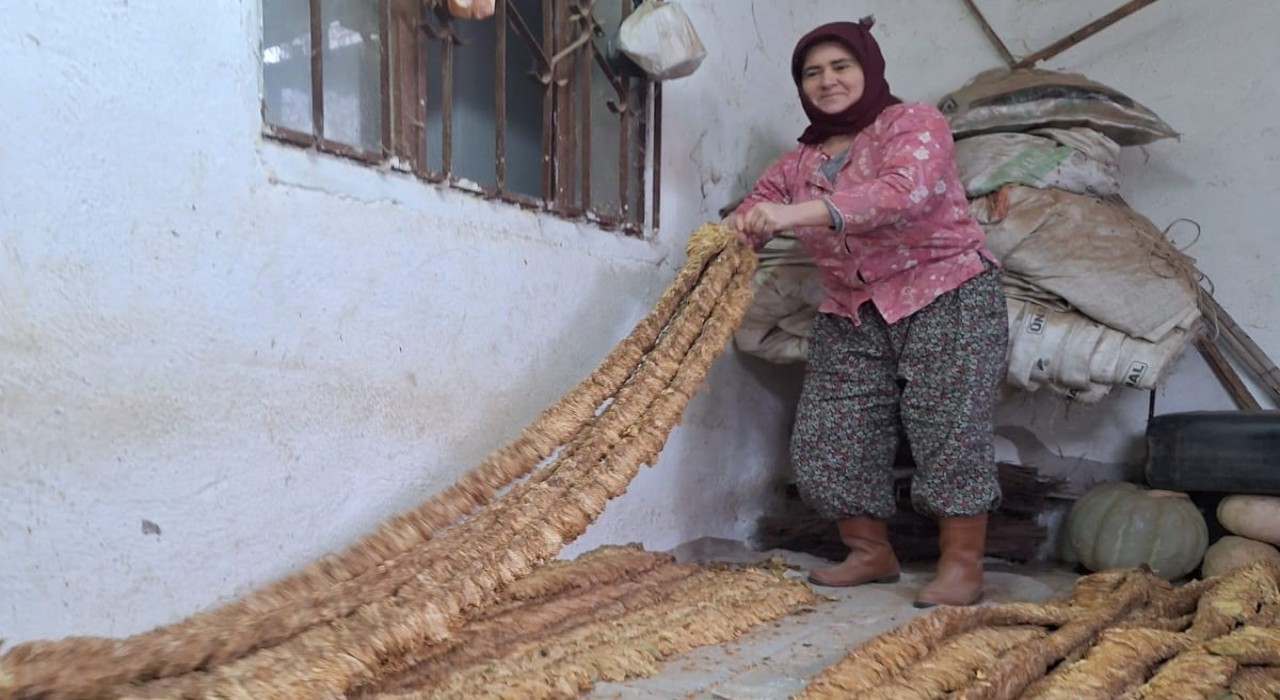 Manisalı kadın üretici organik tütün yetiştirmeye devam ediyor