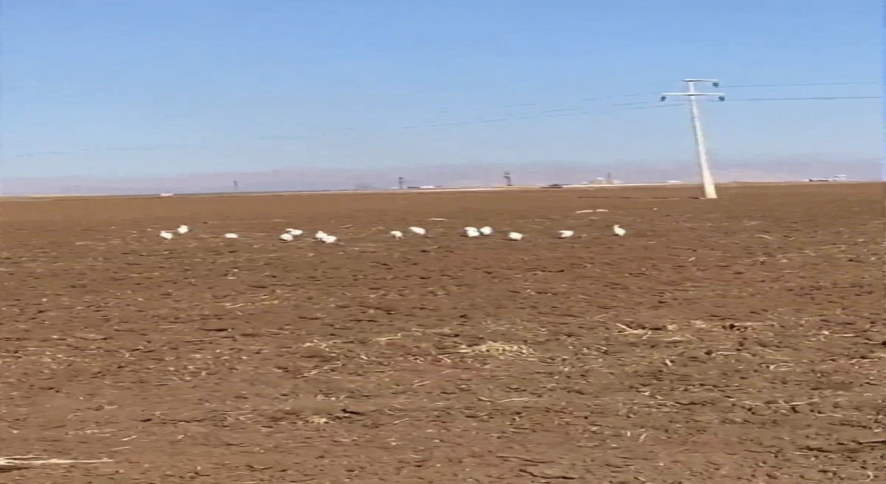 Mardinde akbalıkçıl kuşları erken görüldü