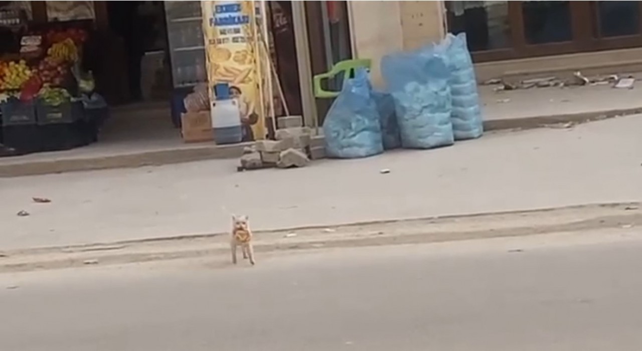 Mardinde kedi market önündeki simidi çaldı