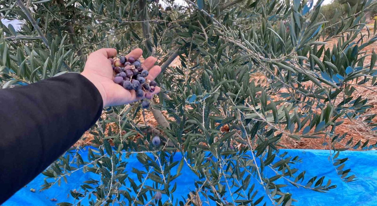 Mayıslar Mahallesinde soğuk havaya rağmen 300 kilo zeytin zeytin hasat edildi