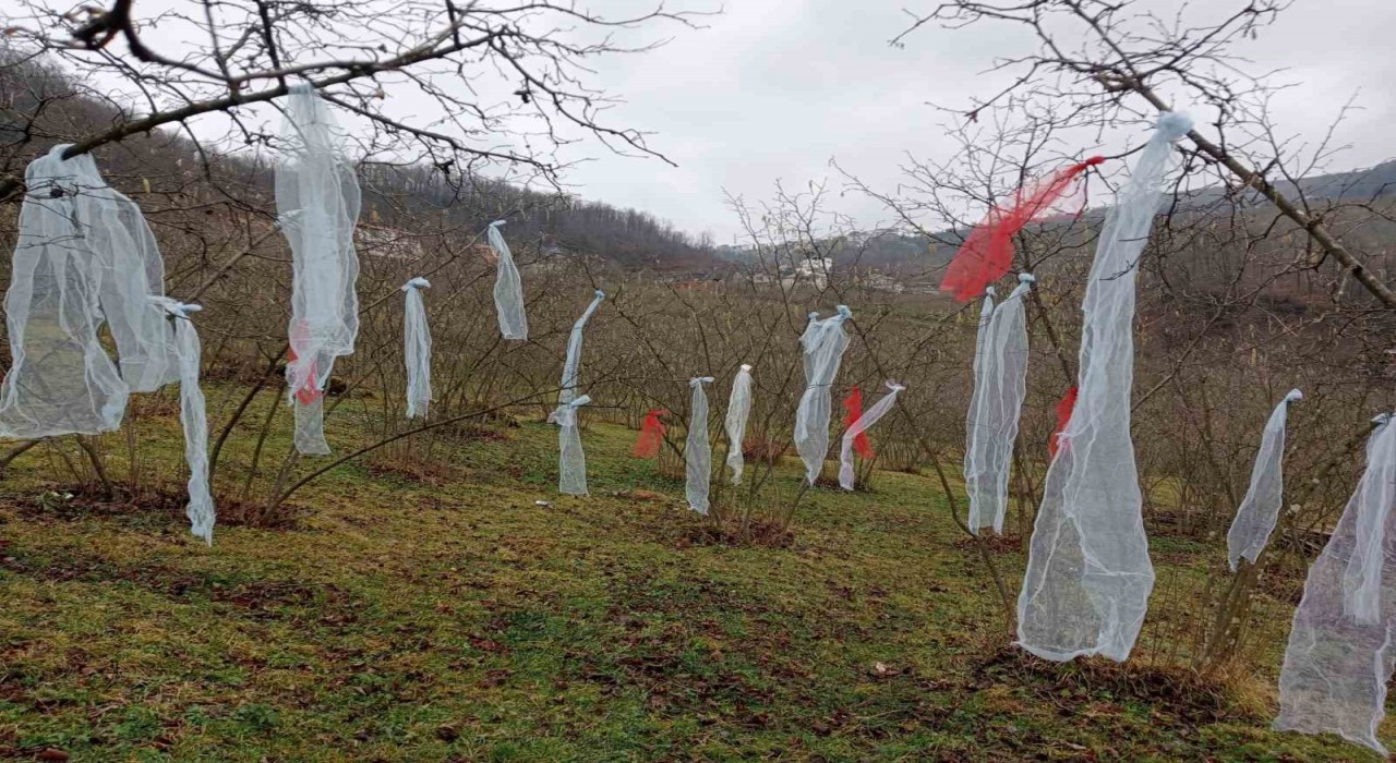 ‘Müslüman çam ağacı süsleme deyip, fındık bahçesini süsledi