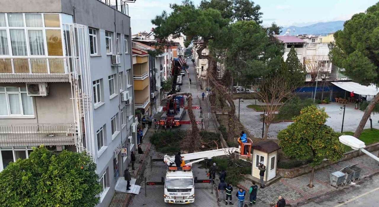 Nazillide tehlike oluşturan çam ağacı kaldırıldı