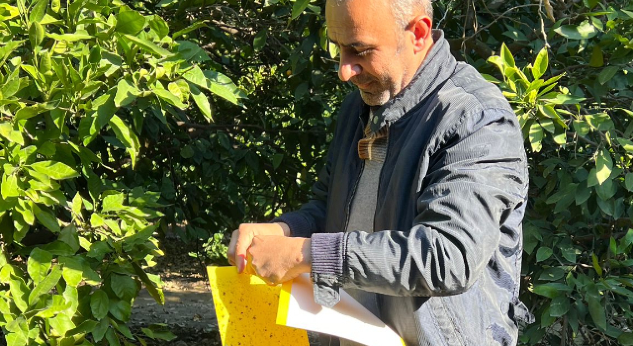 Osmaniye'de Akdeniz Meyve Sineği ile Mücadele Sürüyor