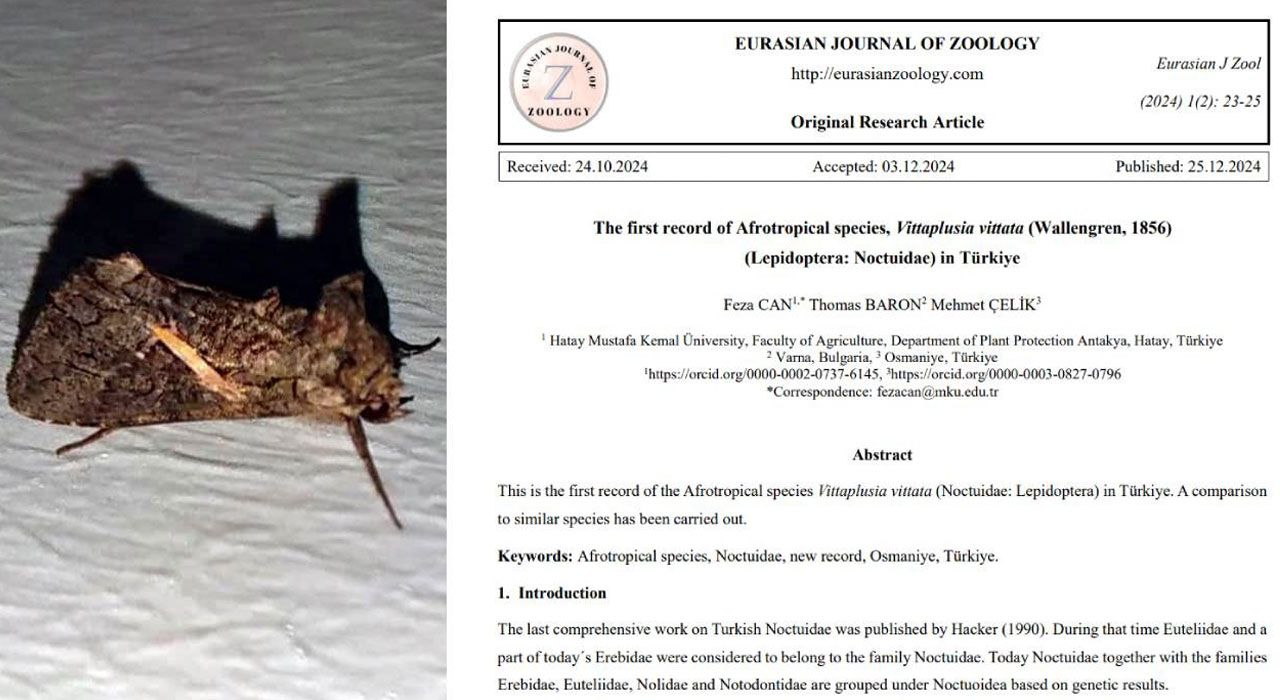 Osmaniye’de Yeni Bir Güve Türü Keşfedildi