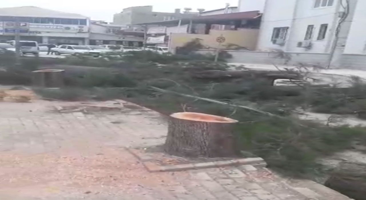 Parkta Kesilen Ağaçlarla İlgili Belediye Açıklama Yaptı