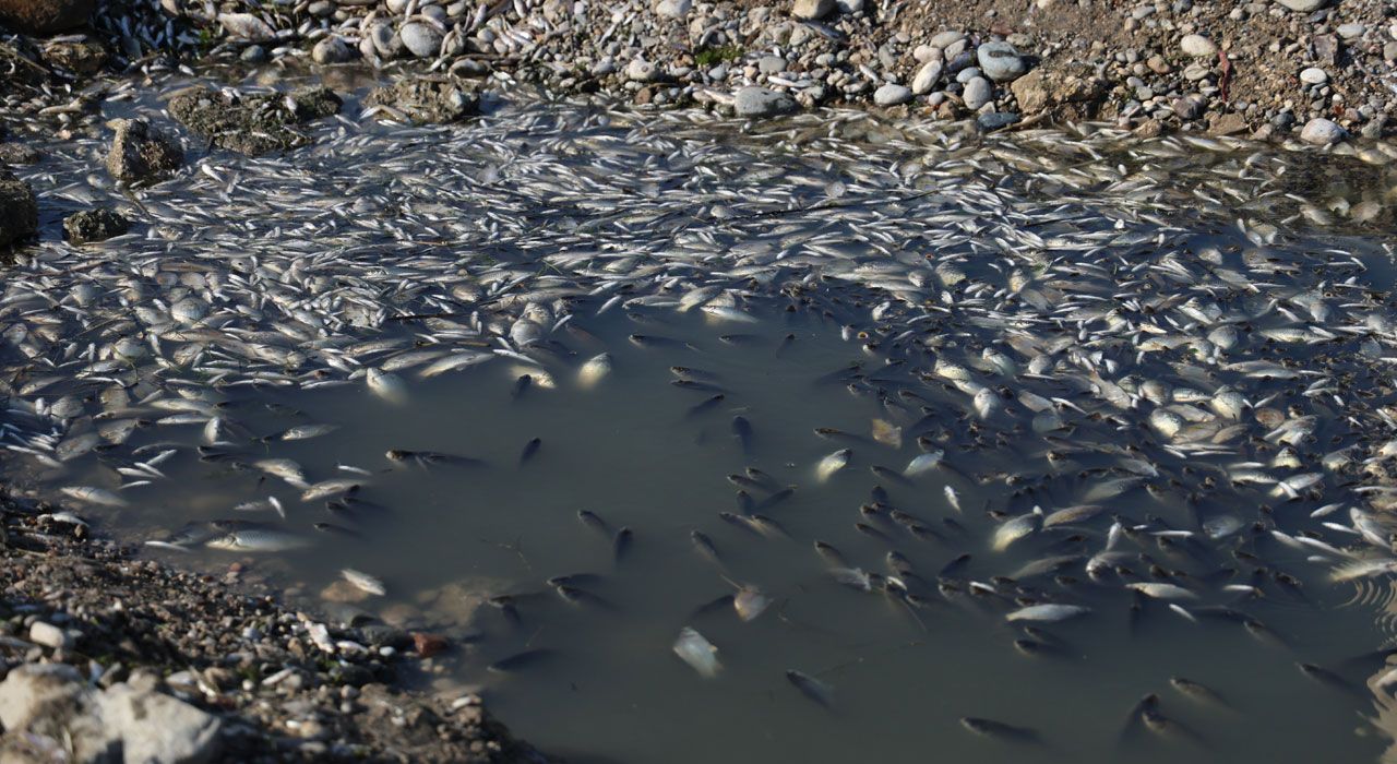 Seyhan Nehri’ne Can Suyu Bırakıldı