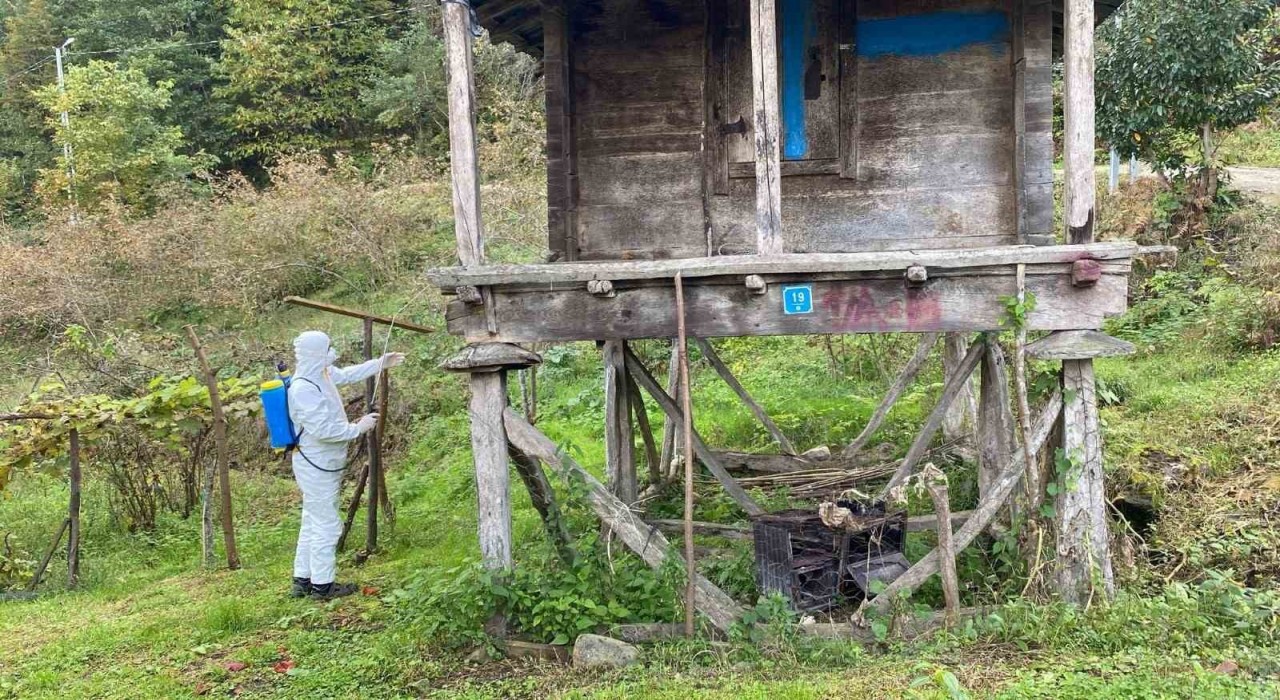 Trabzonda kokarcayla mücadelede 1 milyon 312 bin metrekarelik alan ilaçlandı