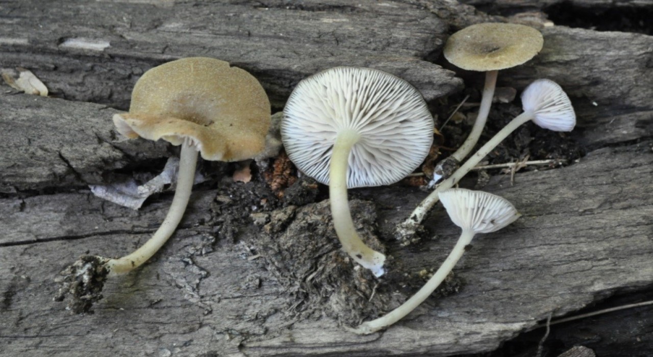 Türkiyede yetişen ‘Entoloma türü 4 yeni mantar keşfedildi