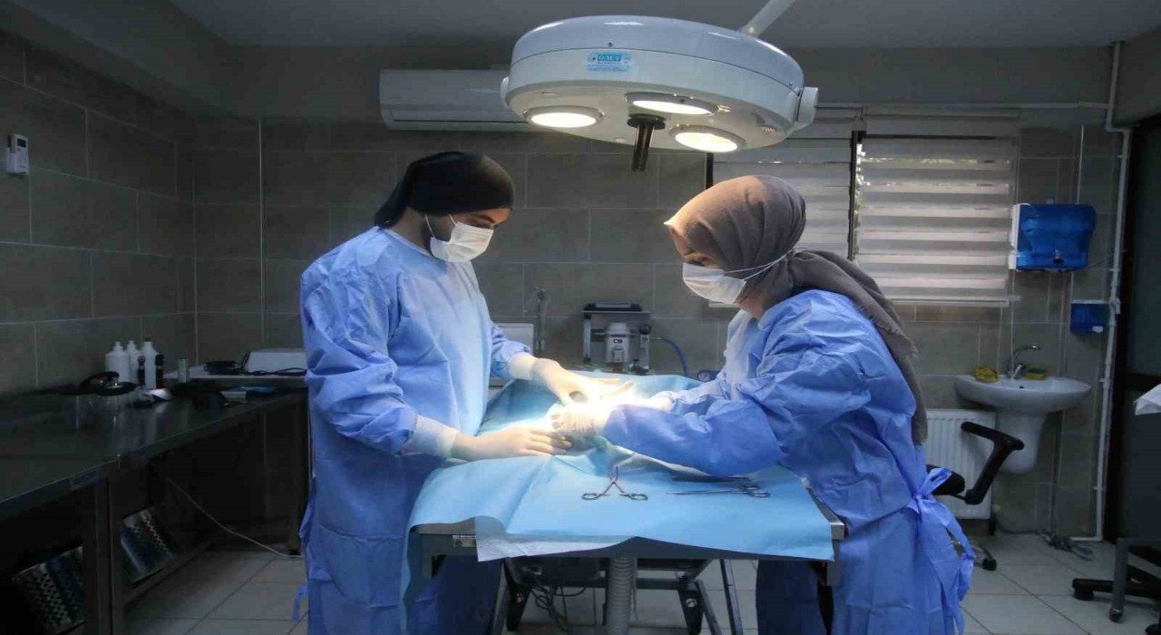 Yaralı halde bulunmuştu, adını portakal koydular